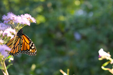 Fototapeta na wymiar monarch butterfly danaus plexippus with blue mistflower copyspace 