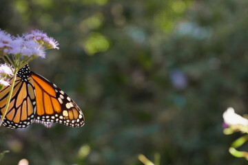 Fototapeta na wymiar monarch butterfly danaus plexippus with blue mistflower copyspace