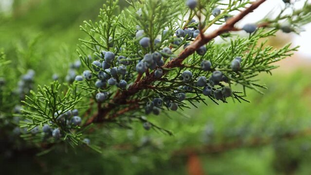 Ripe berries on a juniper bush.