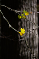 Peu de feuilles jaunes sur une branche d'arbre à l'automne. Forêt en automne.
