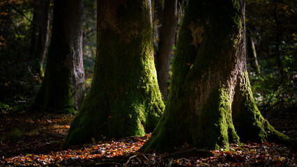 Rayons de soleil sur des gros troncs d'arbres en forêt, à l'automne. 