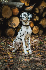 junger Dalmatiner (Junghund / Welpe) vor Holzstapel im Herbst mit Laub und Halstuch