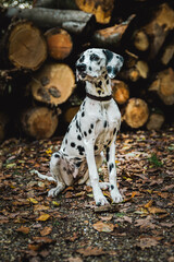 junger Dalmatiner (Junghund / Welpe) vor Holzstapel im Herbst mit Laub und Halstuch