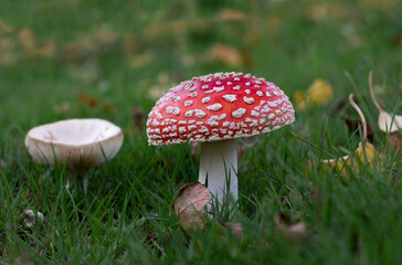 Red and white fly-agaric, mushroom or toadstool in green grass in autumn with leaves background