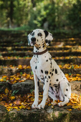 junger Dalmatiner (welpe / Junghund) im Herbst mit bunten Laub auf Treppe