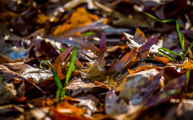 The tiny pond. Sunrise, and the morning moisture condenses and forms a fleeting pool on the fallen leaves. Fall and winter details.