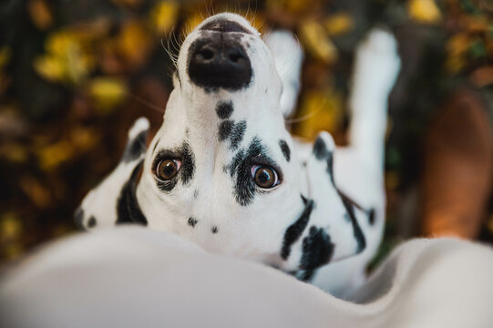 junger Dalmatiner (Welpe / Junghund) schaut auf im Herbst