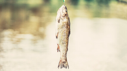 Fisherman and trouts. Spinning fishing trout in lakes. Brook trout. Fishing. Close-up shut of a...