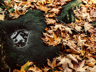 Autumn and winter details. Rainwater forms a dwarf lake in a tree hollow, surrounded by the reddish leaves in the background.