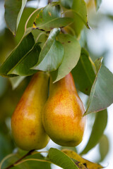 Two yellow red pears on the tree