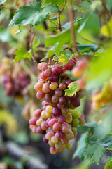 Cluster of pink grape on a bush