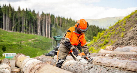 Lumberman work wirh chainsaw in the forest. Deforestation, forest cutting concept. Woodcutter...