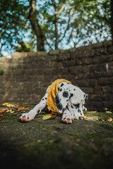 junger Dalmatiner Hund mit gelben Halstuch im Herbst ( Welpe / Junghund)