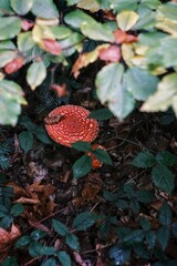 mushroom amanita muscaria in autumn forest, holistic medicine