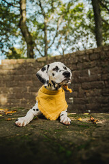 junger Dalmatiner Hund mit gelben Halstuch im Herbst ( Welpe / Junghund)