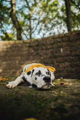 junger Dalmatiner Hund mit gelben Halstuch im Herbst ( Welpe / Junghund)