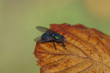 Female green bottle fly, Lucilia, family blow flies, Calliphoridae. On a withered horse chestnut leaf. Dutch garden. Autumn, October, Netherlands