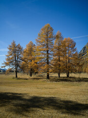 Yellow Trees, Autumn in Silvaplana, Grisons