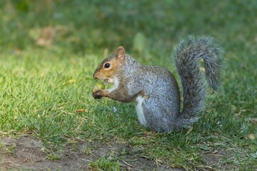 Squirrel getting ready to bite an acorn.