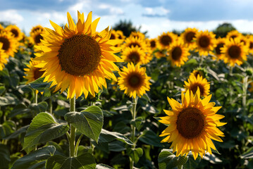 Fototapeta premium Sunflowers in the field