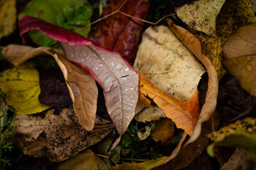 Nice yellow orange red leaves  nature background abstract macro close up autumn