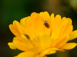 Macro photography of a beetle: focus on the beetle with blurred background. Taken in summer on a flower field in sunshine.