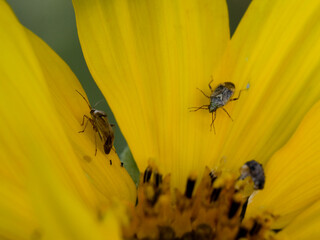 Macro photography of a beetle: focus on the beetle with blurred background. Taken in summer on a flower field in sunshine.