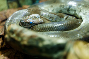 Gray snake with blue eyes lies on ground
