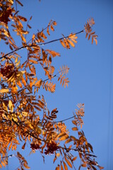 autumn leaves against blue sky