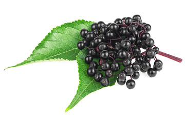 Black elderberries on red twig and green leaves isolated on a white background. European elder or Sambucus.