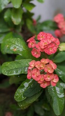 red rose in the garden