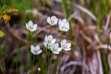 Blooming Parnassia palustris close-up. Arctic