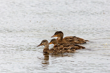 Several young ducks are swimming on the lake
