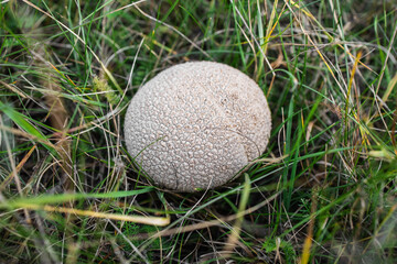 Mushroom Lycoperdon in green grass. View from above