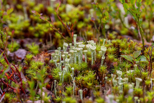 Lichen Cladonia fimbriata close up