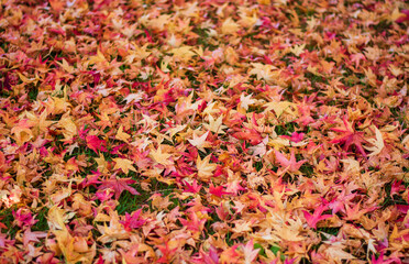 autumn leaves on the meadow in the morning