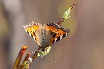Small tortoiseshell sits on a tree branch on a sunny day