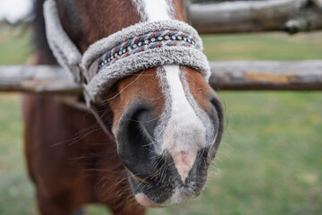 Naklejka premium Close-up nose of a red-colored horse behind a hedge