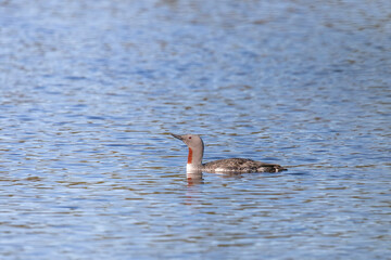 Red-throated loon floats on the lake, Arctic, Russia