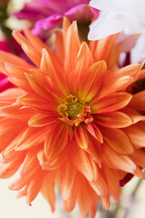 Orange dahlia flower close up