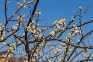 Branch from an African Acacia species of tree. Oanob park, Namibia.