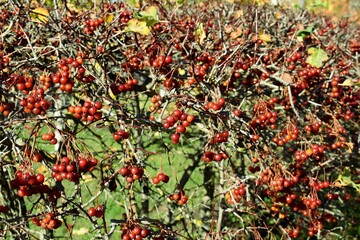 Plants in bright autumn colors.