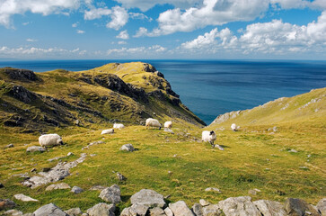 Sheep graze high above the Atlantic at the Slieve League cliffs west of Killybegs in southwest...