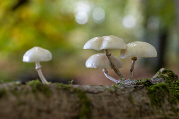 Mushroom in the forest, magic picture macro photo, seasonal landscape spring in the park.