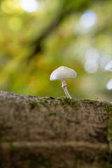 Mushroom in the forest, magic picture macro photo, seasonal landscape spring in the park.