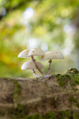Mushroom in the forest, magic picture macro photo, seasonal landscape spring in the park.
