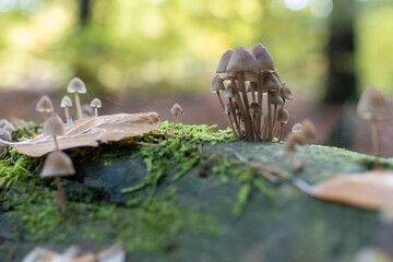 Mushroom in the forest, magic picture macro photo, seasonal landscape spring in the park.