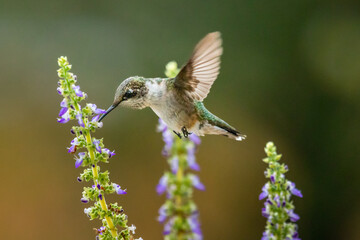A Ruby Throated Hummingbird feeds on purple Coleus blossoms.