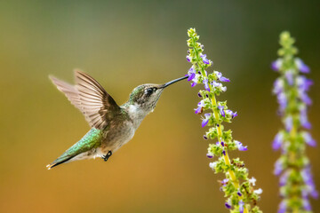 A Ruby Throated Hummingbird feeds on purple Coleus blossoms.