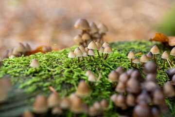 White Mushroom, Fungi in Wood Bonnet Fungi in Wood.